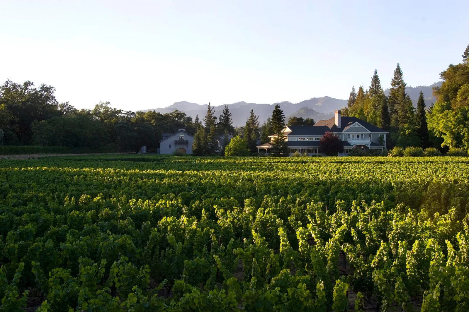 Vineyard rows in front of a Duckhorn estate house in Napa Valley
